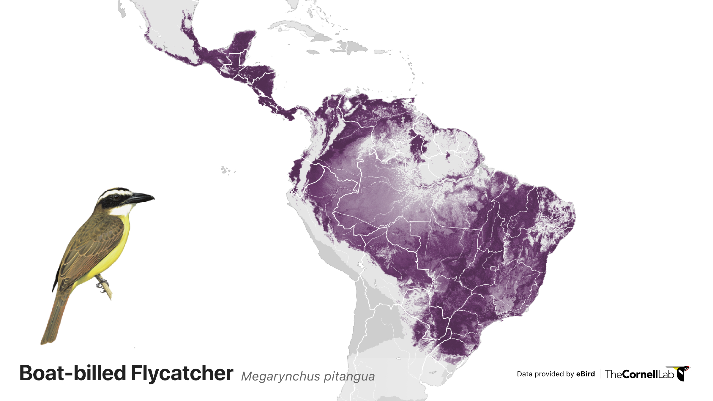 eBird abudance map for Boat-billed Flycatcher
