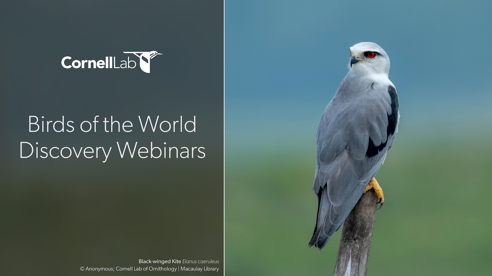 BOW Discovery Webinars