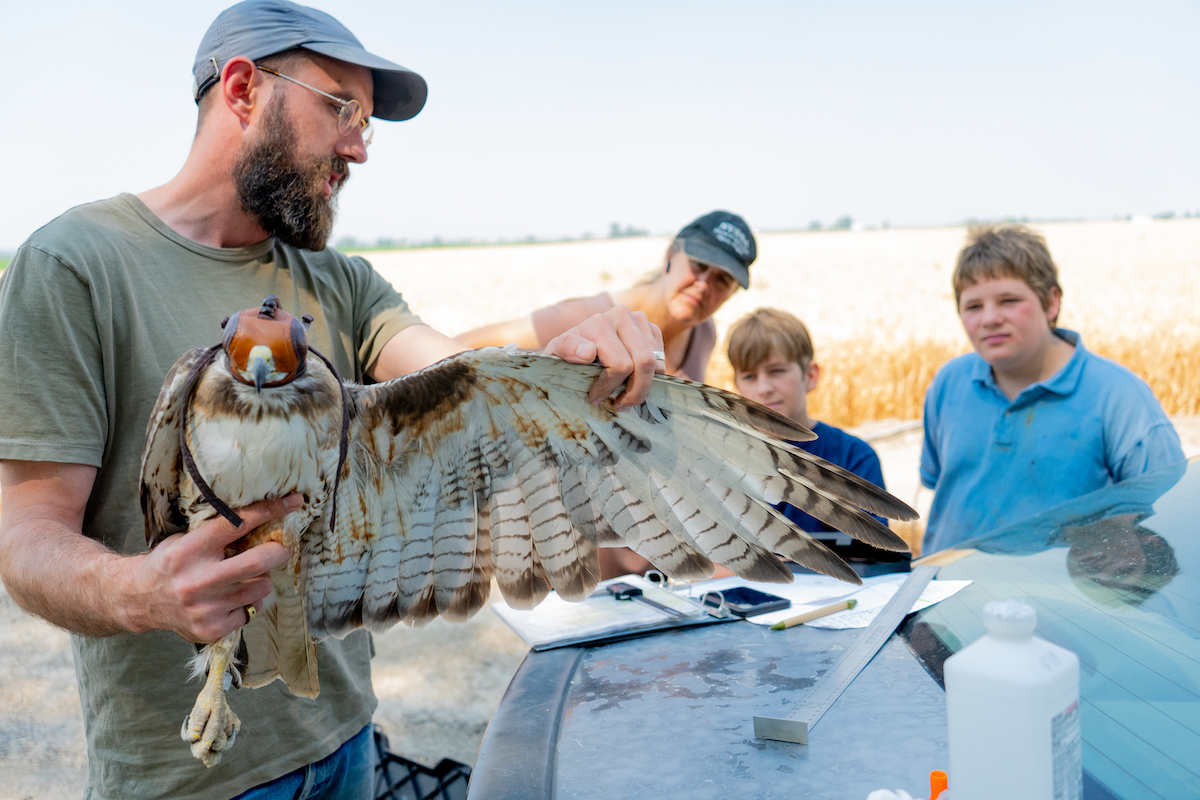 Cornell PhD candidate Bryce Robinson handling a Red-tailed Hawk for the Red-tailed Hawk project